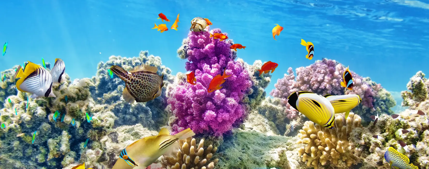 An underwater photo of colorful fish swimming near the Belize Barrier Reef.